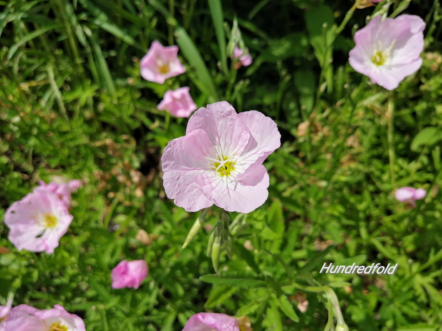 Hundredfold Pink Evening Primrose 500 Flower Seeds - Oenothera speciosa Showy Primrose, Pink Buttercups, Ground Cover