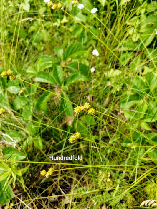 Hundredfold Bebb’s Sedge 100 Seeds – Carex bebbii Canada Native Grass, Excellent for Rain Garden, Pond Edges, & Moist Lawn