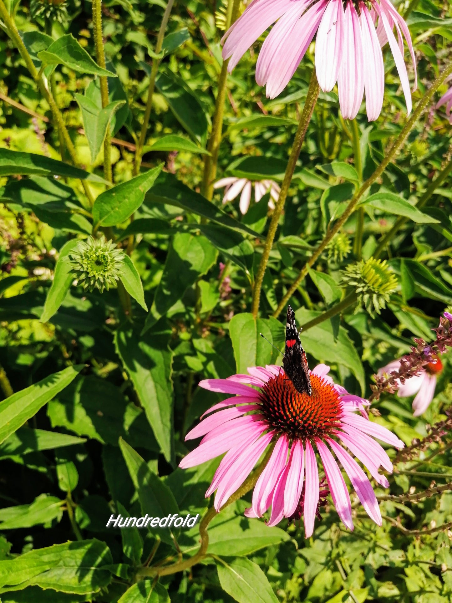 Organic Purple Coneflower 100 Herb Seeds - Echinacea purpurea, Native Prairie Wildflower, Attractive to Bees and Birds