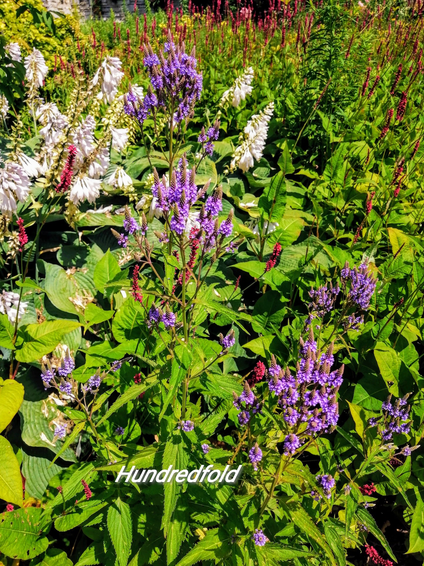 Hundredfold 500 Blue Vervain Wild Flower Seeds - Verbena Hastate Canada Native, American Vervain, Swamp Verbena