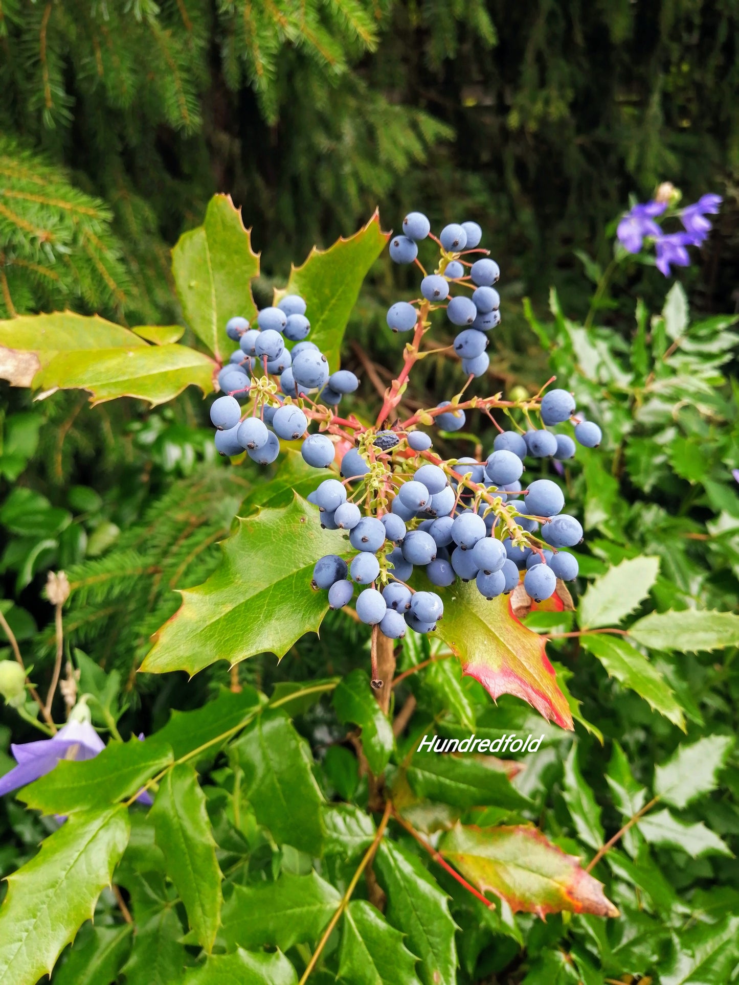 Hundredfold Oregon Grape 20 Seeds - Mahonia aquifolium Canada Native Evergreen Small Shrub, Excellent for Wildlife, Small Yard or Container