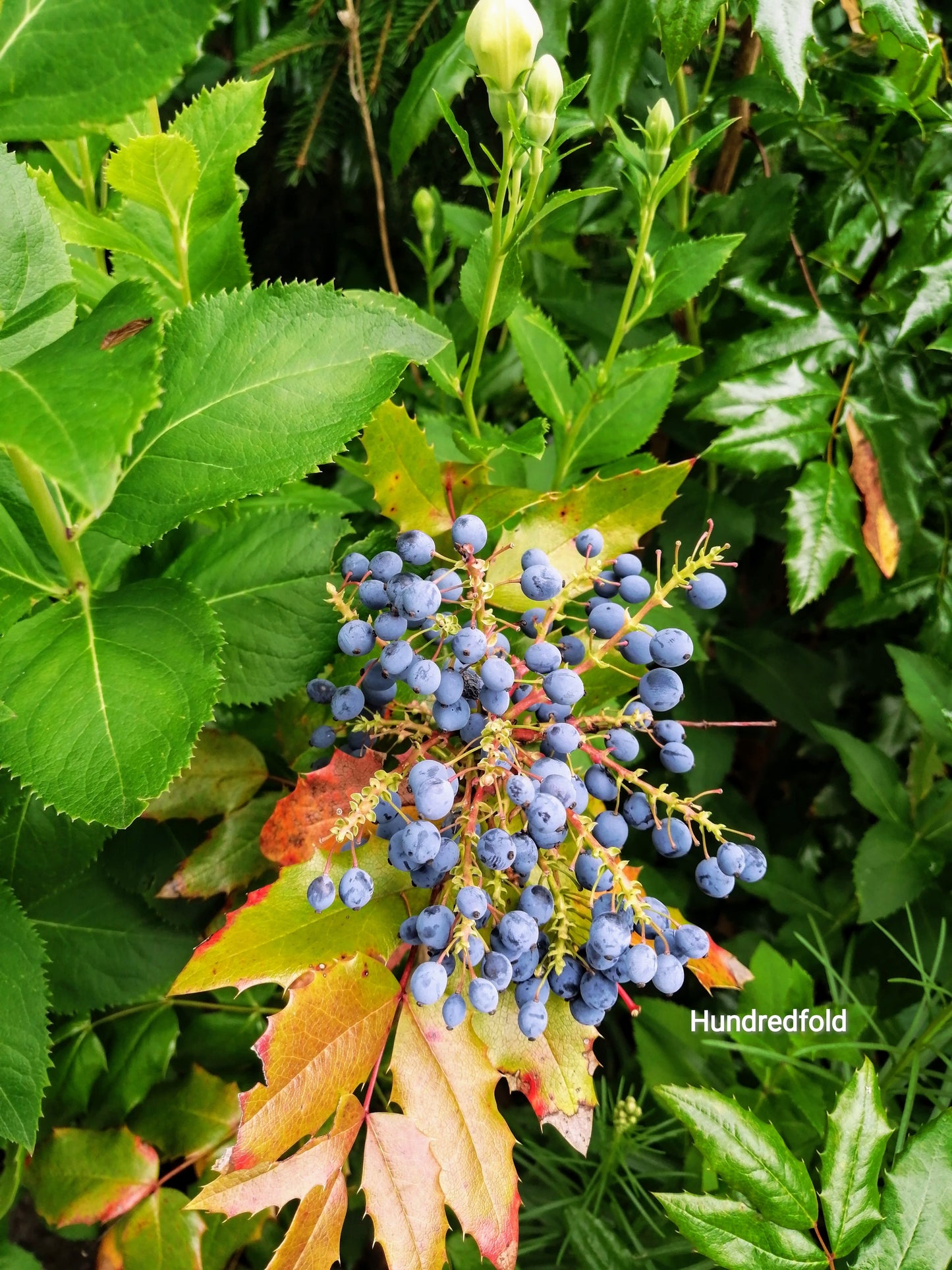 Hundredfold Oregon Grape 20 Seeds - Mahonia aquifolium Canada Native Evergreen Small Shrub, Excellent for Wildlife, Small Yard or Container