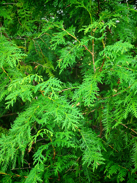 Eastern White Cedar 20 Seeds, Thuja occidentalis Northern White Cedar, Arborvitae, Ontario Native Evergreen Tree, Ideal for Privacy Screen, Living Fence and Hedgerow