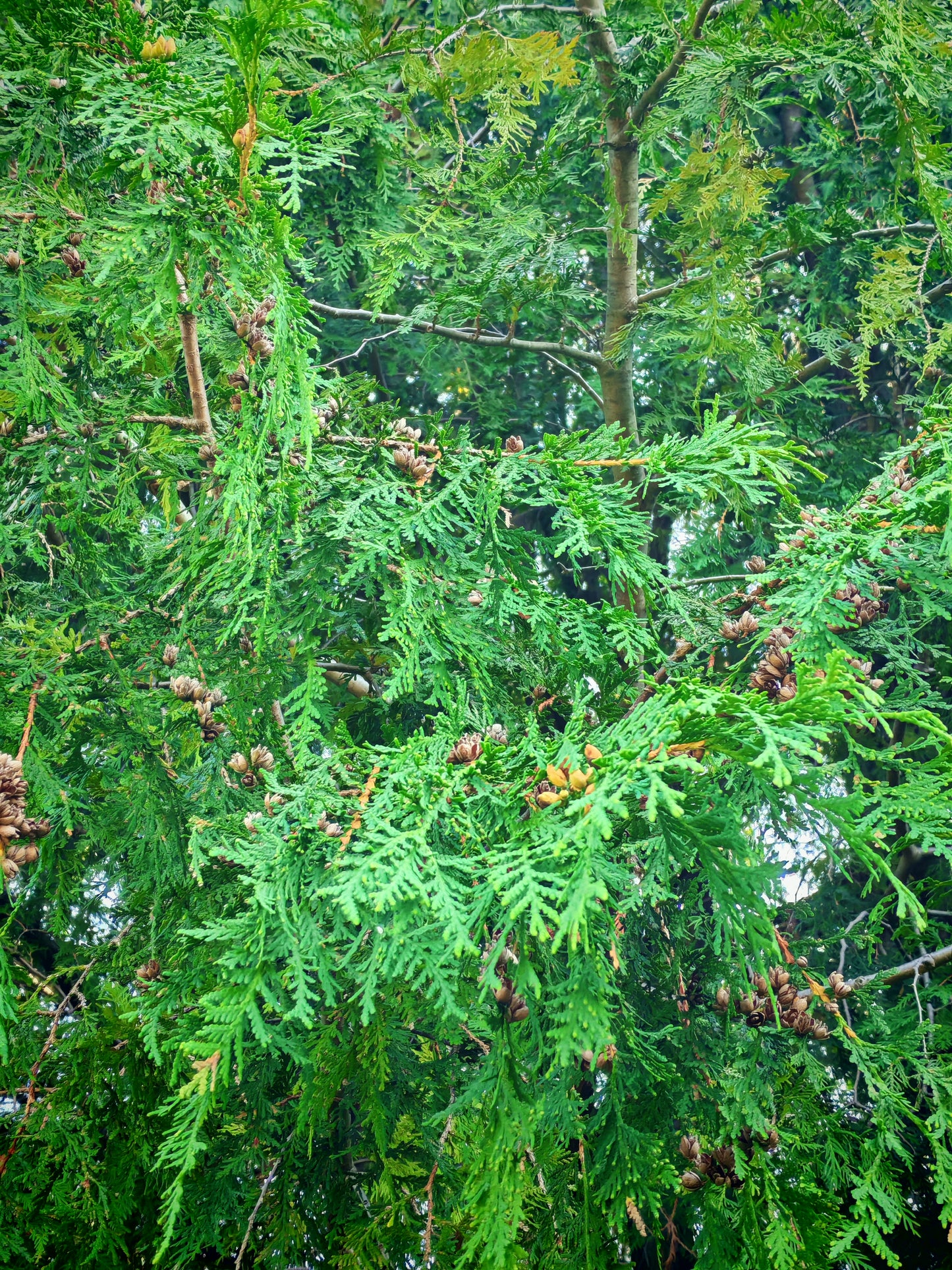 Eastern White Cedar 20 Seeds, Thuja occidentalis Northern White Cedar, Arborvitae, Ontario Native Evergreen Tree, Ideal for Privacy Screen, Living Fence and Hedgerow