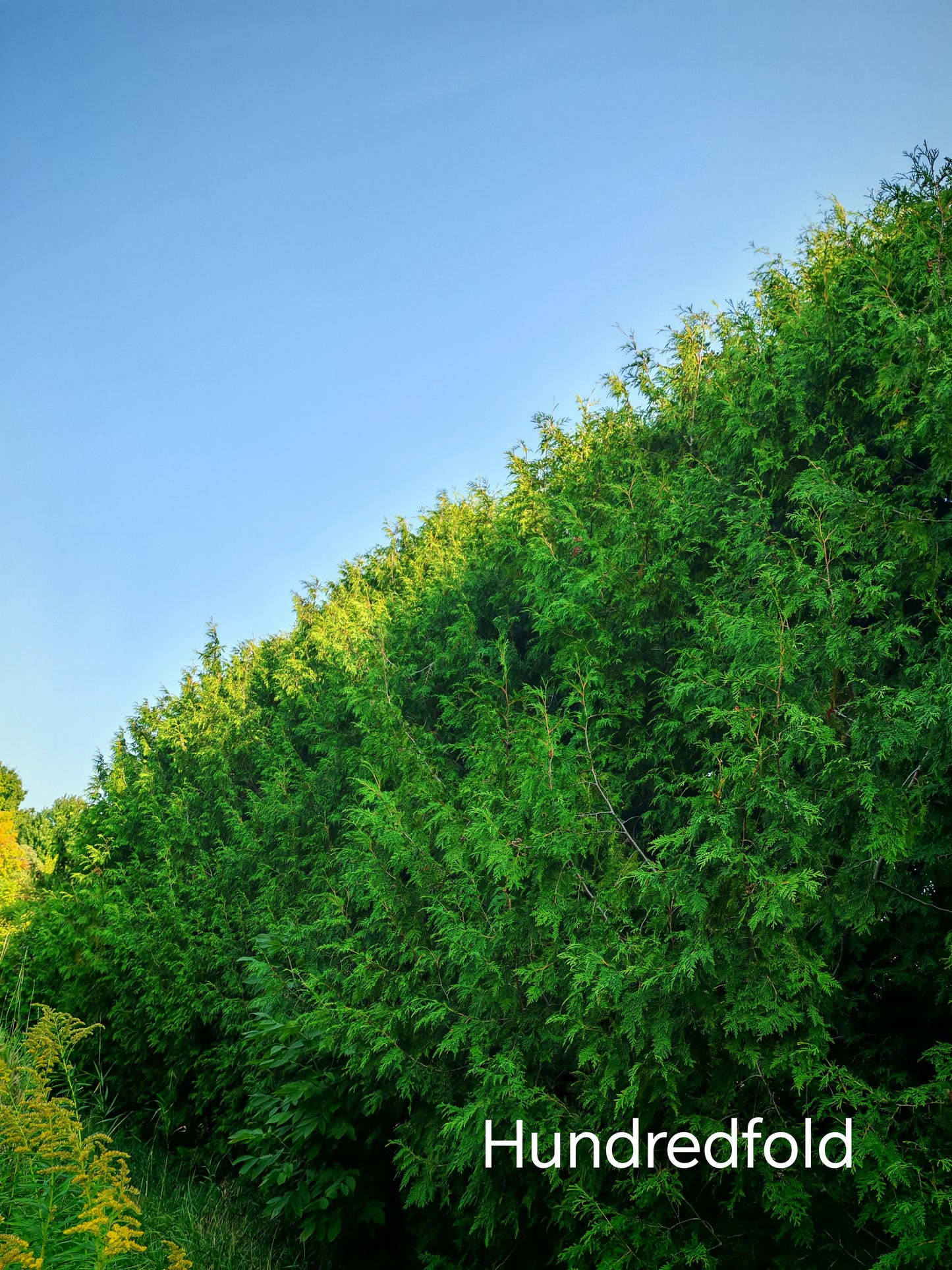 Eastern White Cedar 20 Seeds, Thuja occidentalis Northern White Cedar, Arborvitae, Ontario Native Evergreen Tree, Ideal for Privacy Screen, Living Fence and Hedgerow