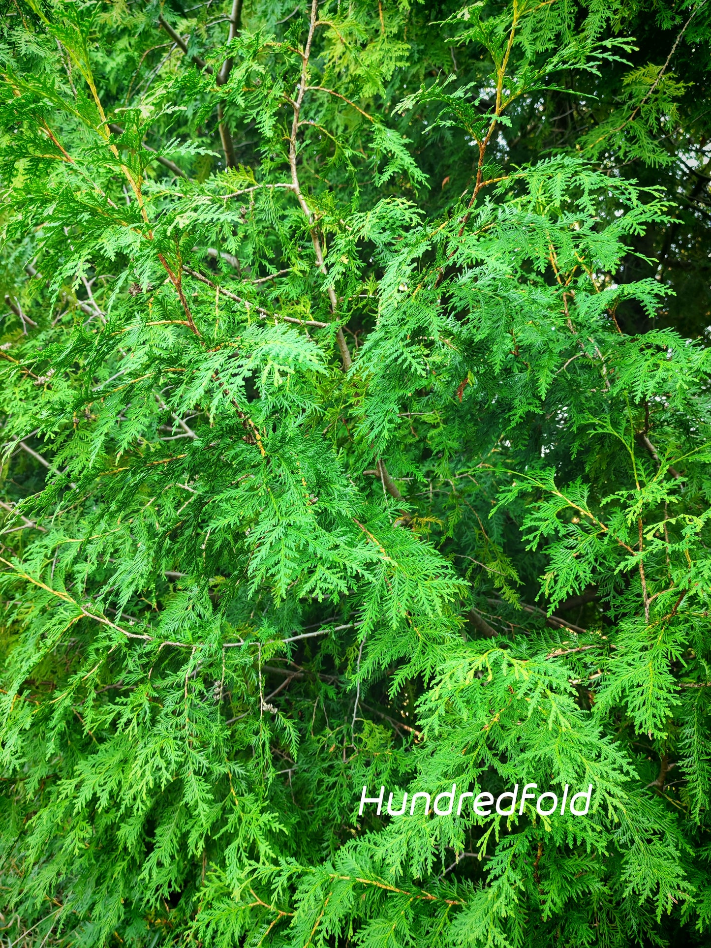 Eastern White Cedar 20 Seeds, Thuja occidentalis Northern White Cedar, Arborvitae, Ontario Native Evergreen Tree, Ideal for Privacy Screen, Living Fence and Hedgerow