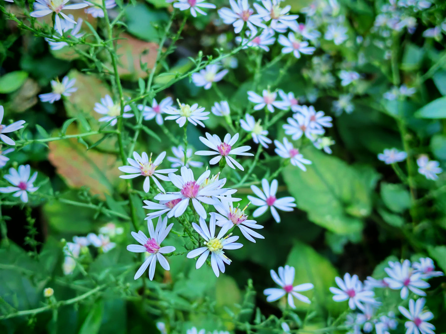 Skyblue Aster Wildflower 200 Seeds - Aster azureus Sky-Blue Aster, Sky Blue American-Aster, Azure Aster Ontario Native Flower