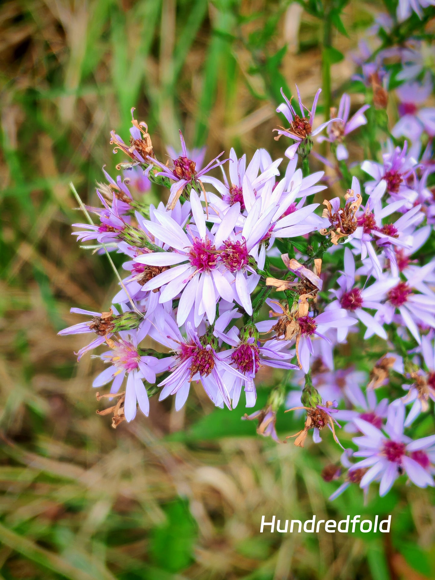 Skyblue Aster Wildflower 200 Seeds - Aster azureus Sky-Blue Aster, Sky Blue American-Aster, Azure Aster Ontario Native Flower