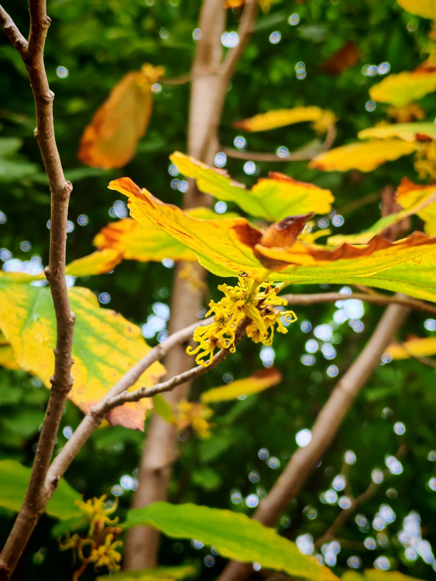 Hundredfold Winterbloom Witch-Hazel Small Tree 5 Seeds - Hamamelis virginiana Ontario Native Shrub, American Witch-Hazel, Snapping Hazelnut