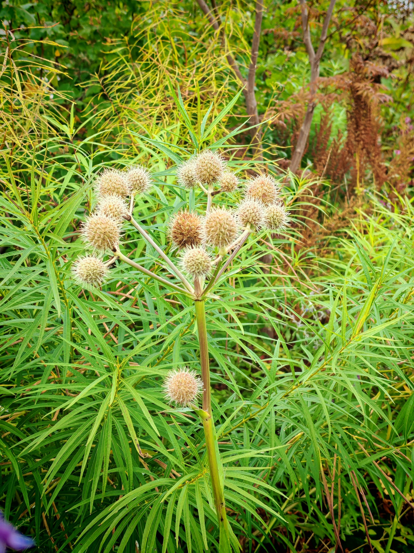 Hundredfold Rattlesnake Master 500 Flower Seeds - Eryngium yuccifolium Canada Native Perennial Forb Beargrass, Button Sankeroot, Button Eryngo