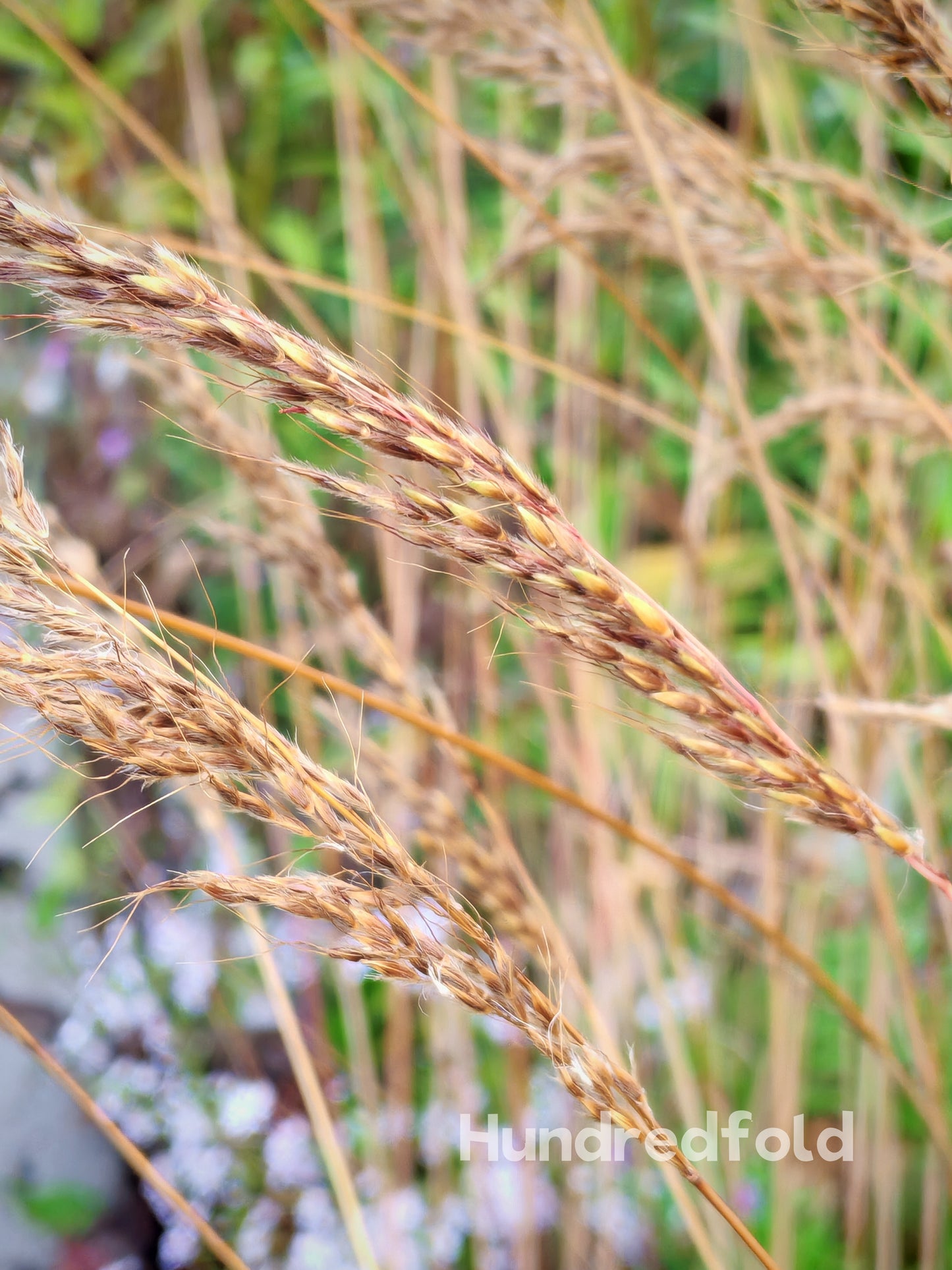 Hundredfold 500 Indiangrass Seeds - Sorghastrum nutans Indian Grass Ornamental Bunch Grasses, Yellow Indiangrass, Attract Birds, Valued for Native Garden & Wildflower Meadow