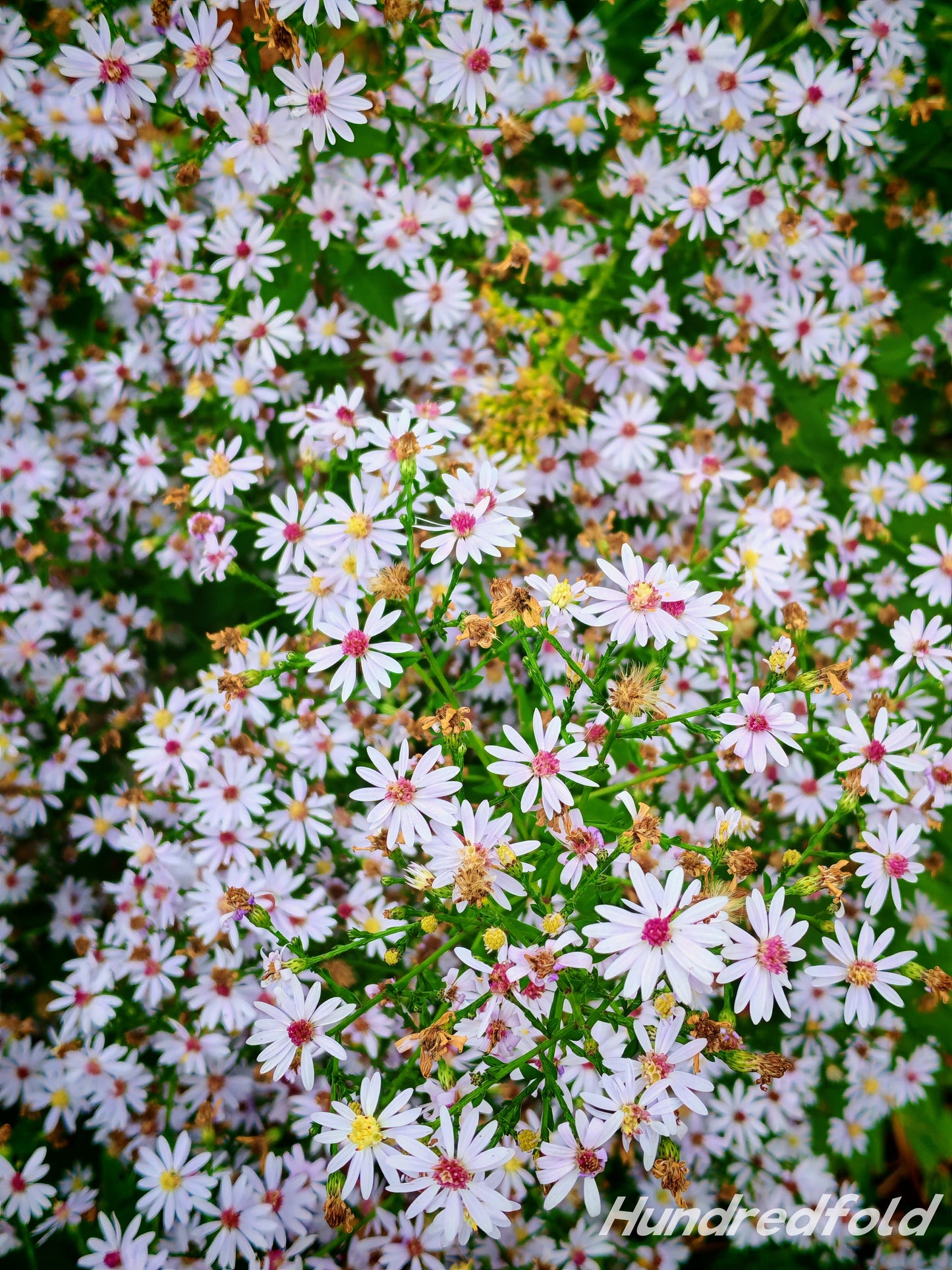 Skyblue Aster Wildflower 200 Seeds - Aster azureus Sky-Blue Aster, Sky Blue American-Aster, Azure Aster Ontario Native Flower