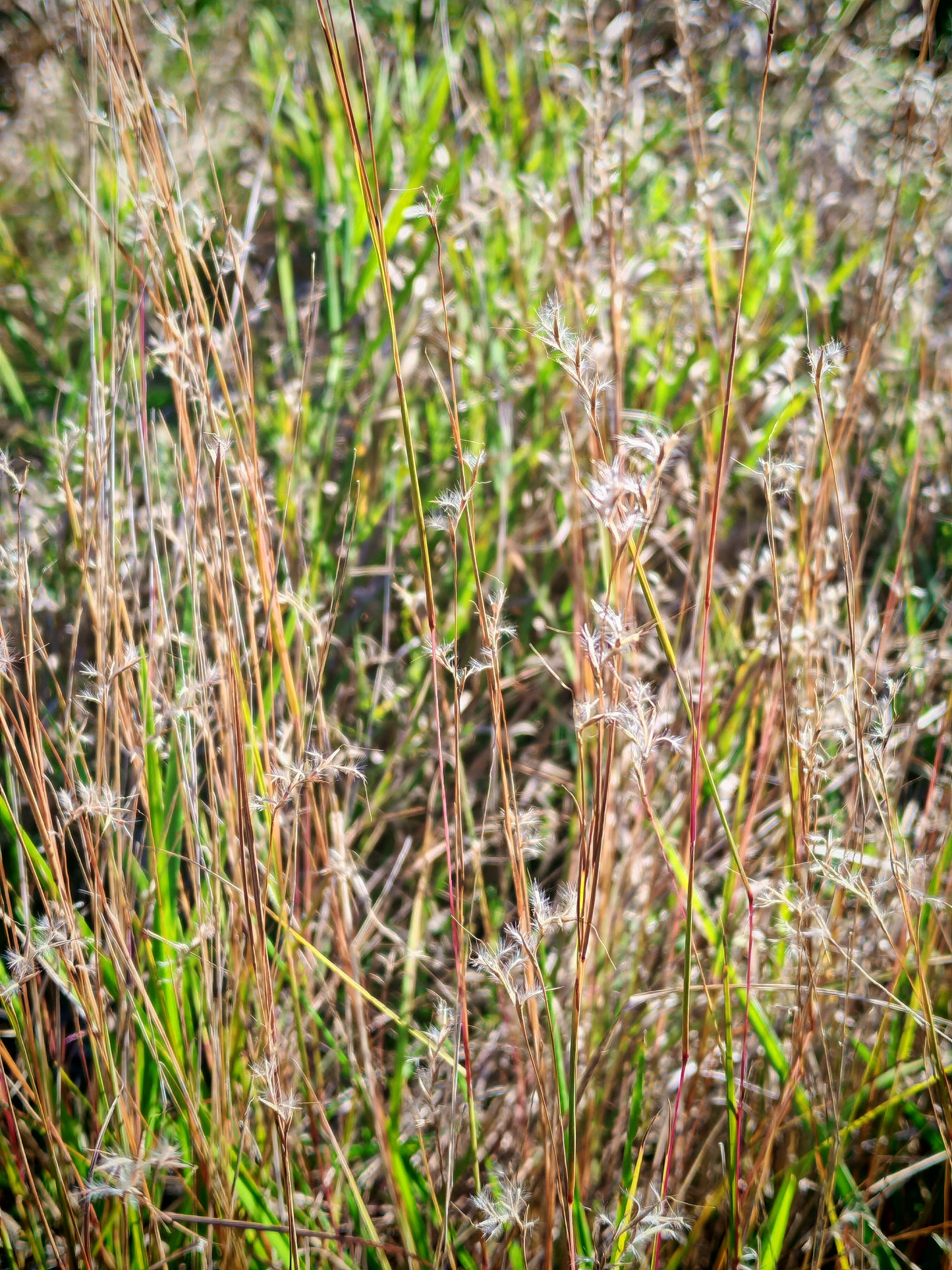 Hundredfold 500 Little Bluestem Grass Seeds - Schizachyrium scoparium Ornamental Bunch Grasses, Attract Birds, Valued for Native Garden & Wildflower Meadow