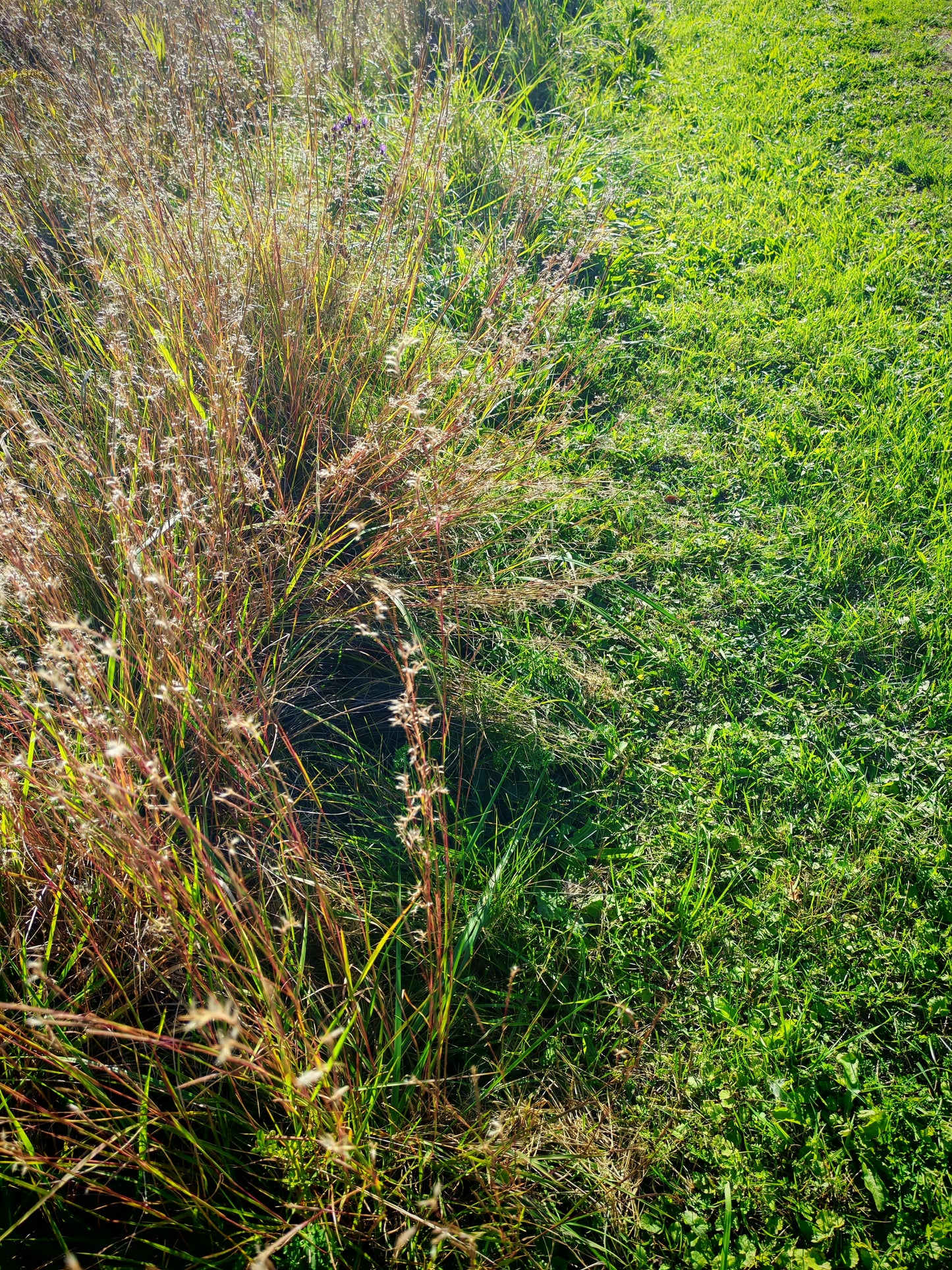 Hundredfold 500 Little Bluestem Grass Seeds - Schizachyrium scoparium Ornamental Bunch Grasses, Attract Birds, Valued for Native Garden & Wildflower Meadow