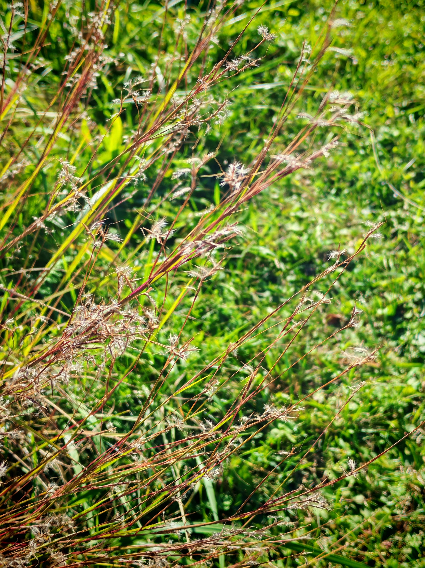 Hundredfold 500 Little Bluestem Grass Seeds - Schizachyrium scoparium Ornamental Bunch Grasses, Attract Birds, Valued for Native Garden & Wildflower Meadow