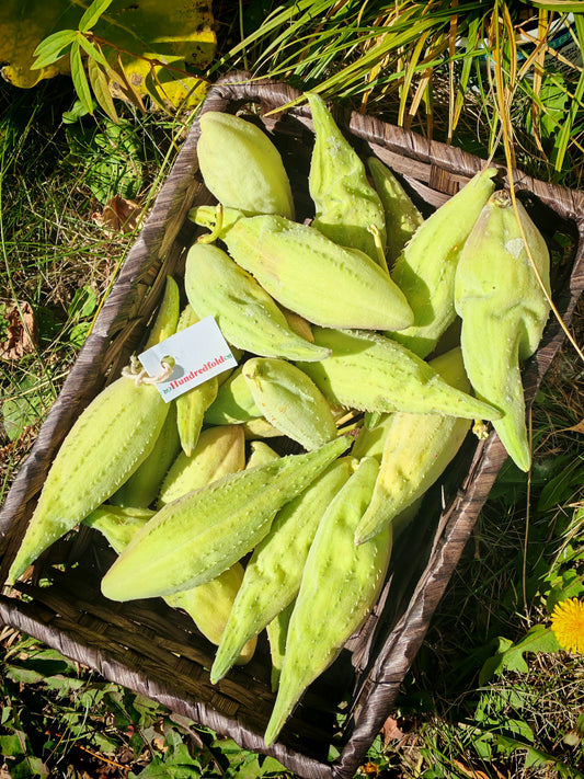 Free Giveaway of Native Seeds to Toronto Local Schools