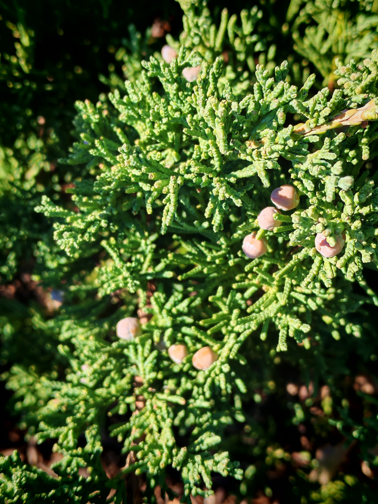 Creeping Juniper 10 Shrub Seeds - Juniperus horizontali, Creeping Savin, Canada US Native Bush, Fragrant Foliage, Ideal for Ground Cover, Bonsai Indoor Houseplant and Rock Garden