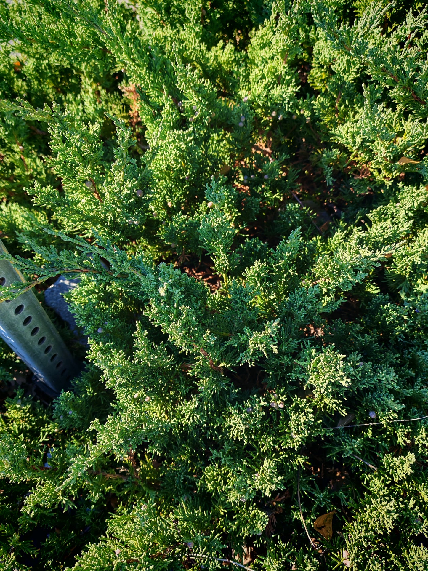 Creeping Juniper 10 Shrub Seeds - Juniperus horizontali, Creeping Savin, Canada US Native Bush, Fragrant Foliage, Ideal for Ground Cover, Bonsai Indoor Houseplant and Rock Garden