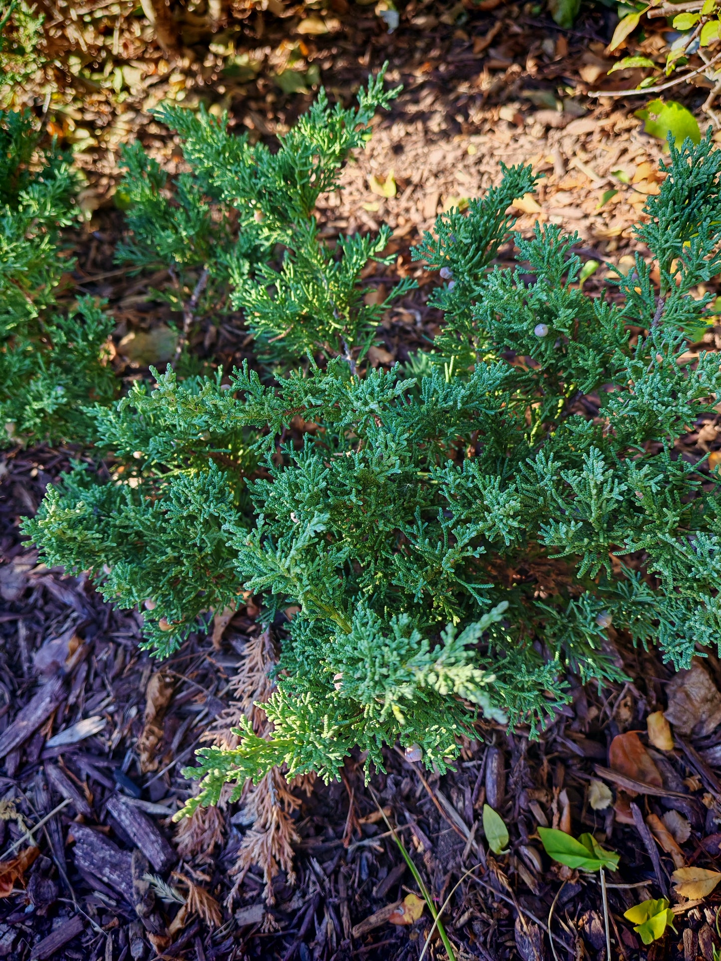 Creeping Juniper 10 Shrub Seeds - Juniperus horizontali, Creeping Savin, Canada US Native Bush, Fragrant Foliage, Ideal for Ground Cover, Bonsai Indoor Houseplant and Rock Garden