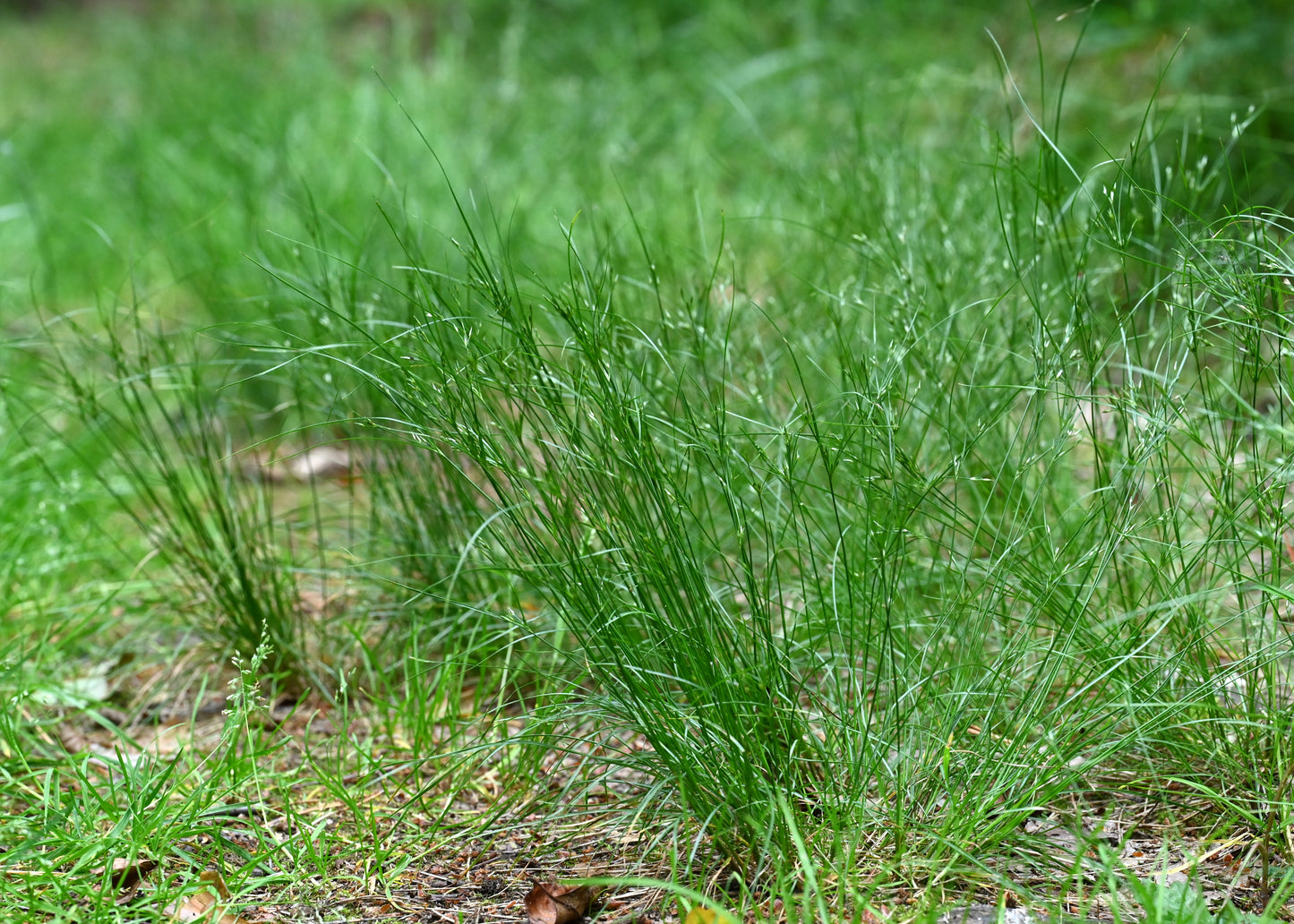 Juncus Tenuis - Graines de 1 gramme - Herbe indigène du Canada à haute valeur faunique, tolère la circulation piétonnière, excellente pour les sentiers et les allées