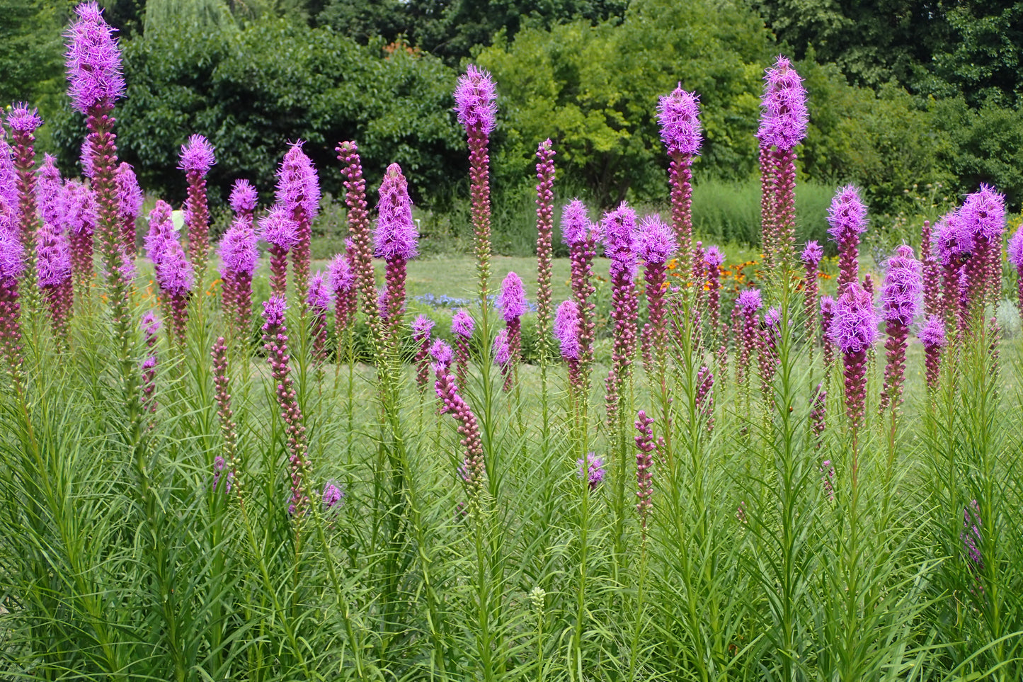 Fleur sauvage étoile flamboyante centuple 200 graines - Liatris spicata, étoile flamboyante des marais, plume gaie, racine de serpent à boutons Fleur sauvage indigène du Canada 