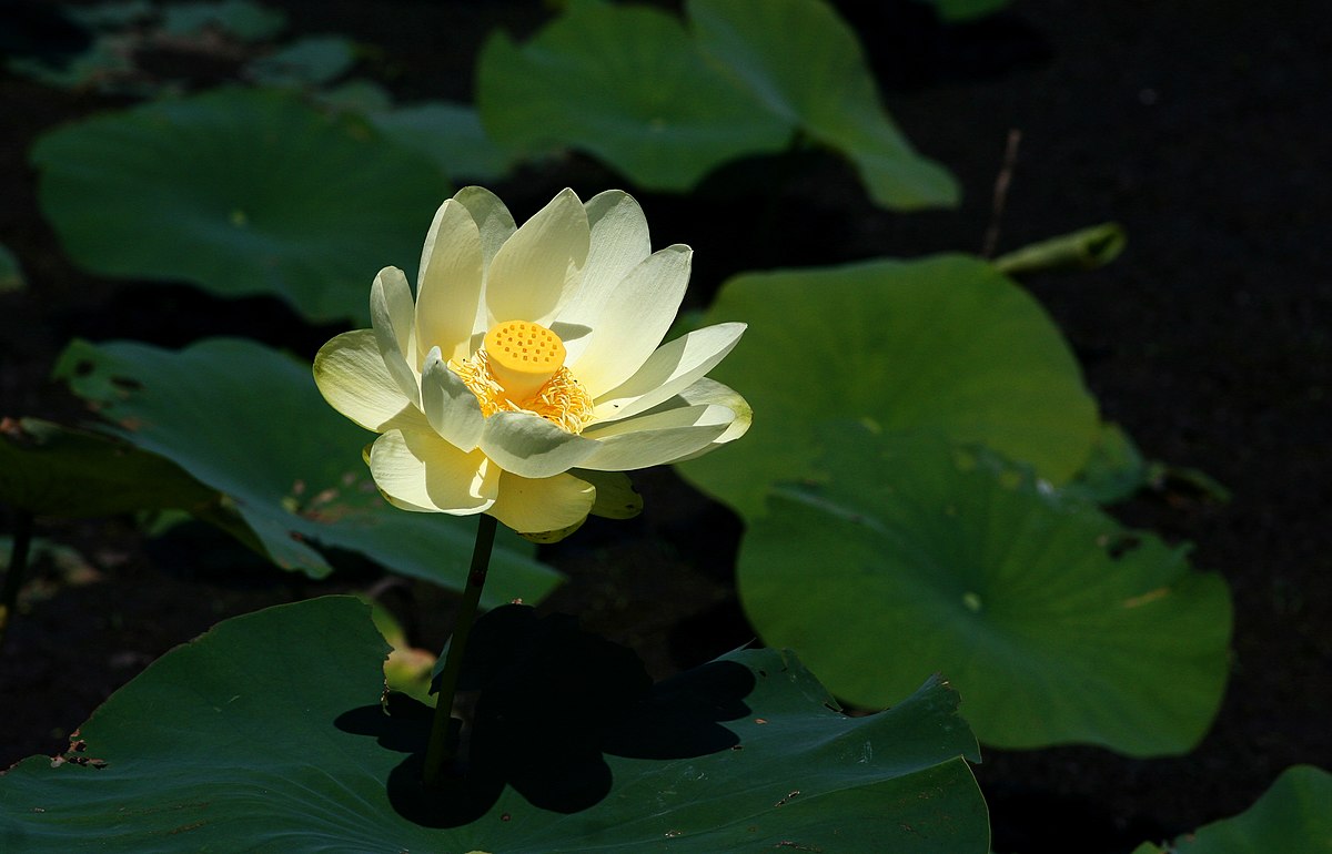 Hundredfold American Water Lily 4 Seeds - Canada Native Aquatic Perennial, Yellow Lotus, American Lotus with Sweet-Scented Flower for Water Garden, Pond, or Bog