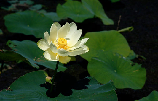 Hundredfold American Water Lily 4 Seeds - Canada Native Aquatic Perennial, Yellow Lotus, American Lotus with Sweet-Scented Flower for Water Garden, Pond, or Bog