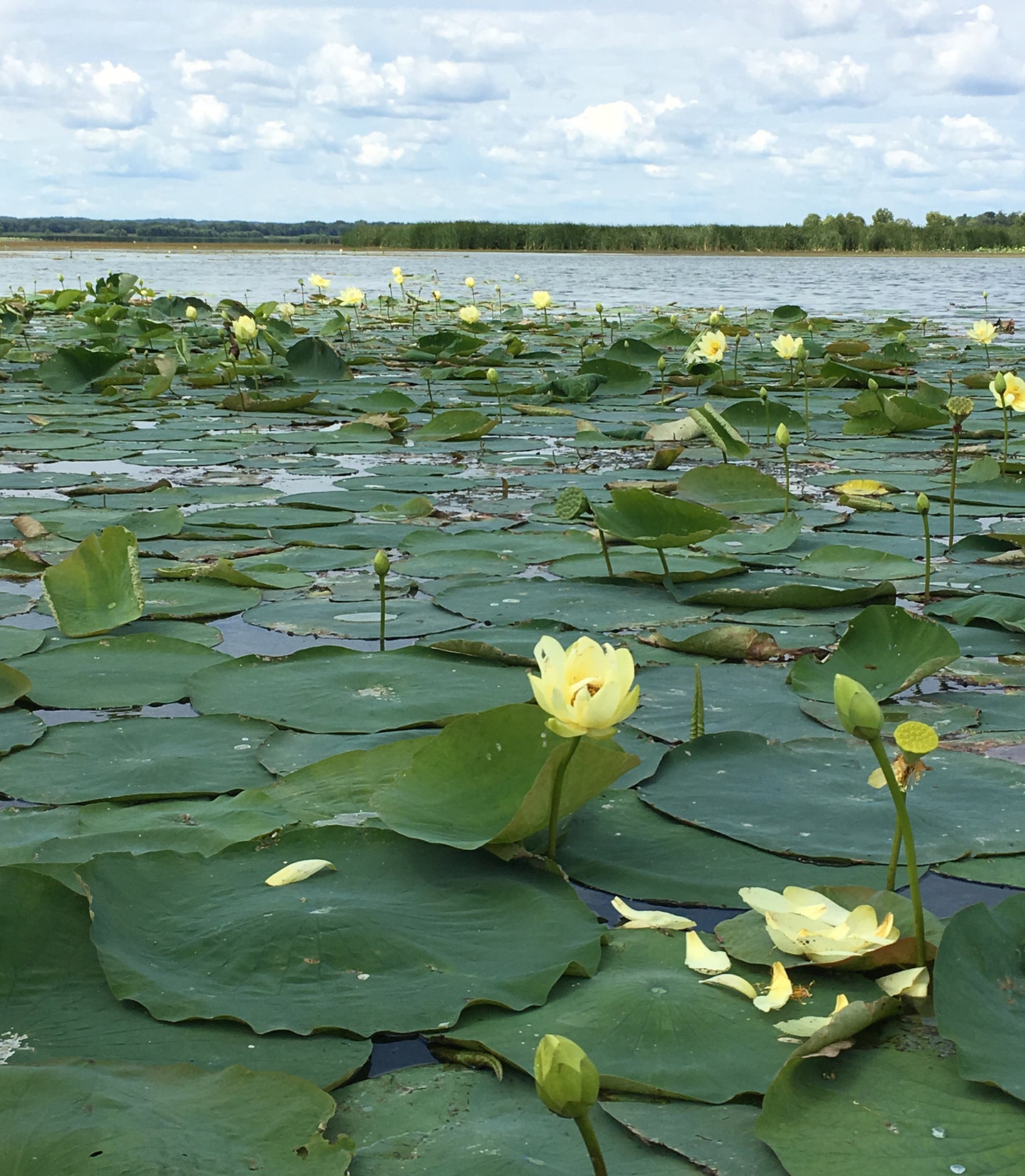 Hundredfold American Water Lily 4 Seeds - Canada Native Aquatic Perennial, Yellow Lotus, American Lotus with Sweet-Scented Flower for Water Garden, Pond, or Bog