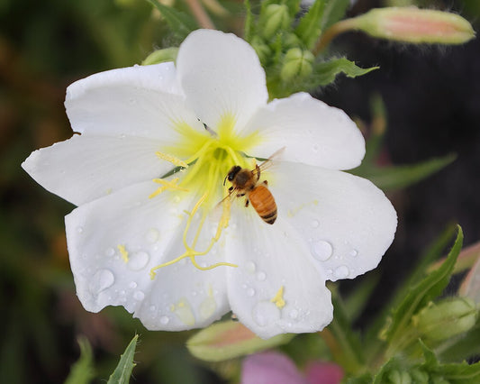 Oenothera pallida - Oenothera pallida - Fleur sauvage vivace indigène de Colombie-Britannique - Parfumée et comestible - Attire les abeilles, les papillons et les mites 