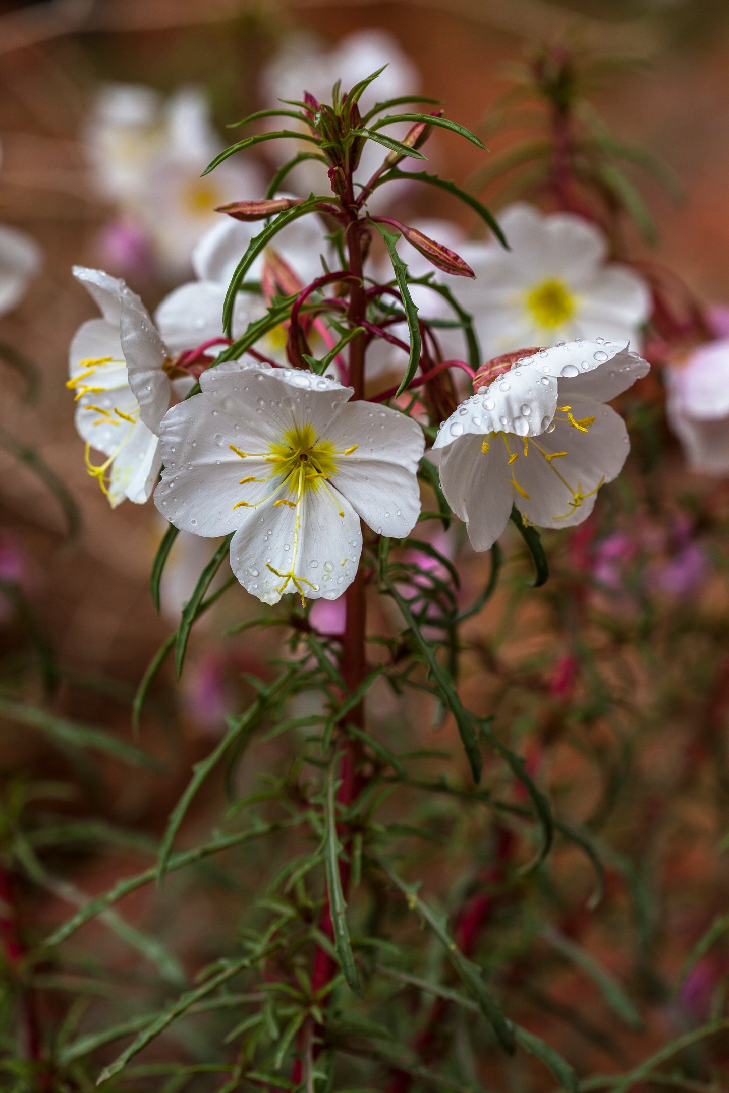 Pale Evening-Primrose 100 Seeds - Oenothera pallida British Colombia Native Perennial Wildflower Fragrant and Edible, Attract Bees, Butterflies and Moths