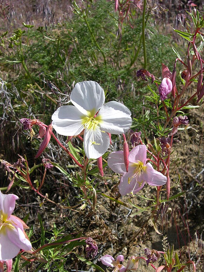 Pale Evening-Primrose 100 Seeds - Oenothera pallida British Colombia Native Perennial Wildflower Fragrant and Edible, Attract Bees, Butterflies and Moths