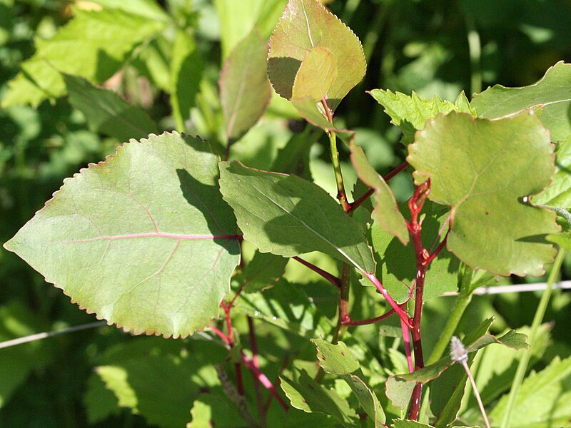 Eastern Cottonwood 1 Small Seedling - Populus deltoides Carolina Poplar, Eastern Poplar, Bare Root Lived Plant No Pot