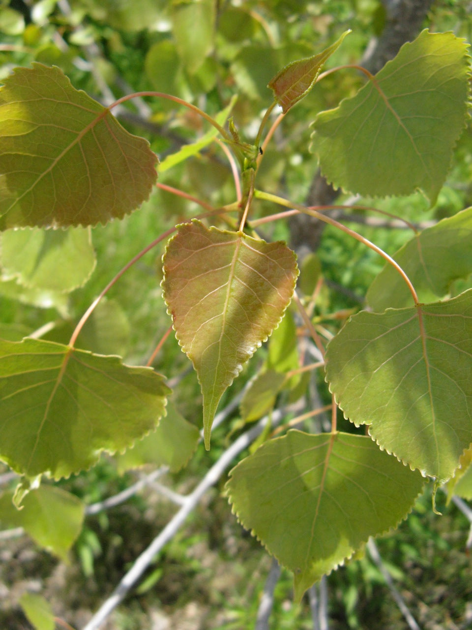 Eastern Cottonwood 1 Small Seedling - Populus deltoides Carolina Poplar, Eastern Poplar, Bare Root Lived Plant No Pot