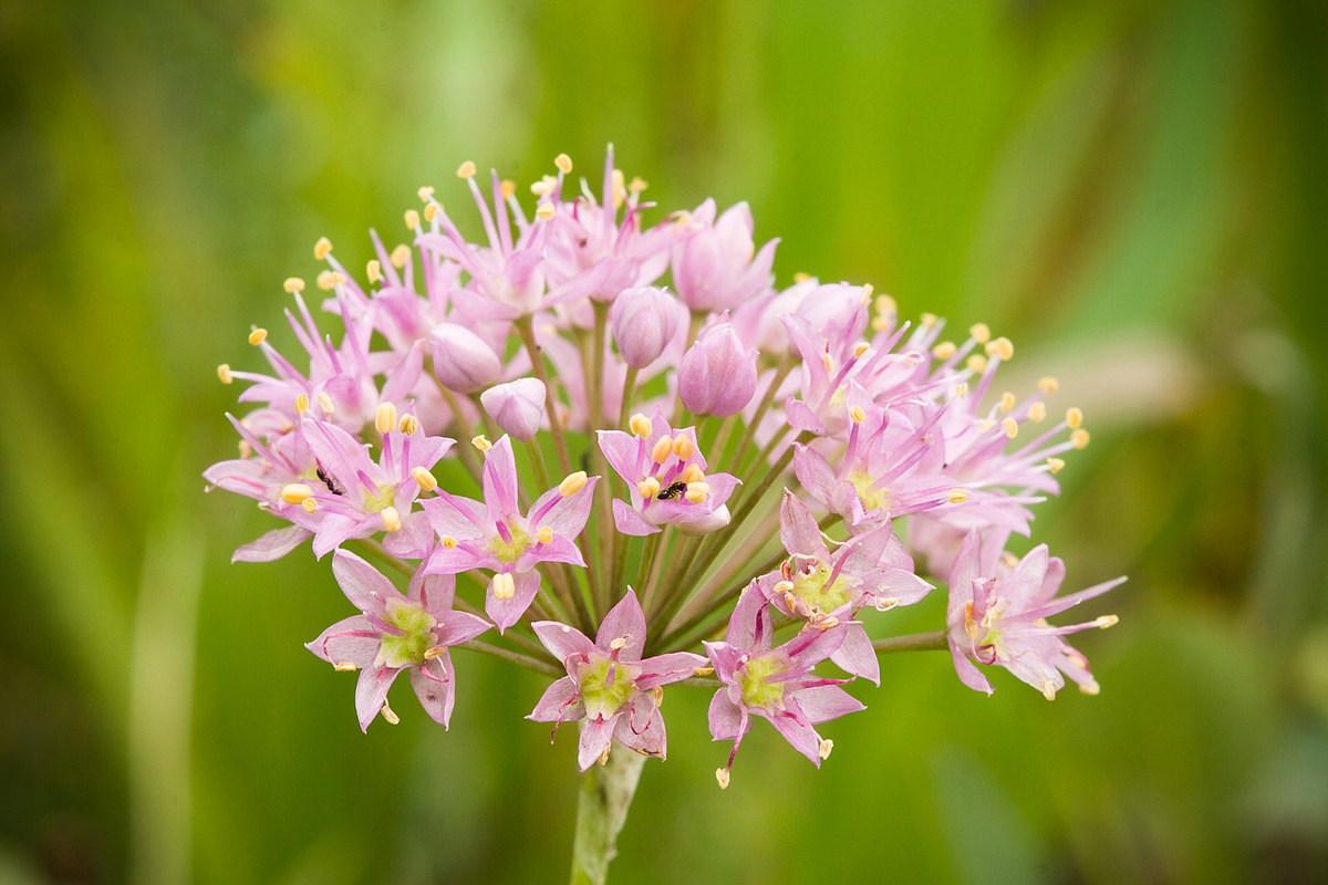 Prairie Onion 100 Seeds - Allium stellatum Native USA Turf Forming Perennial Herb