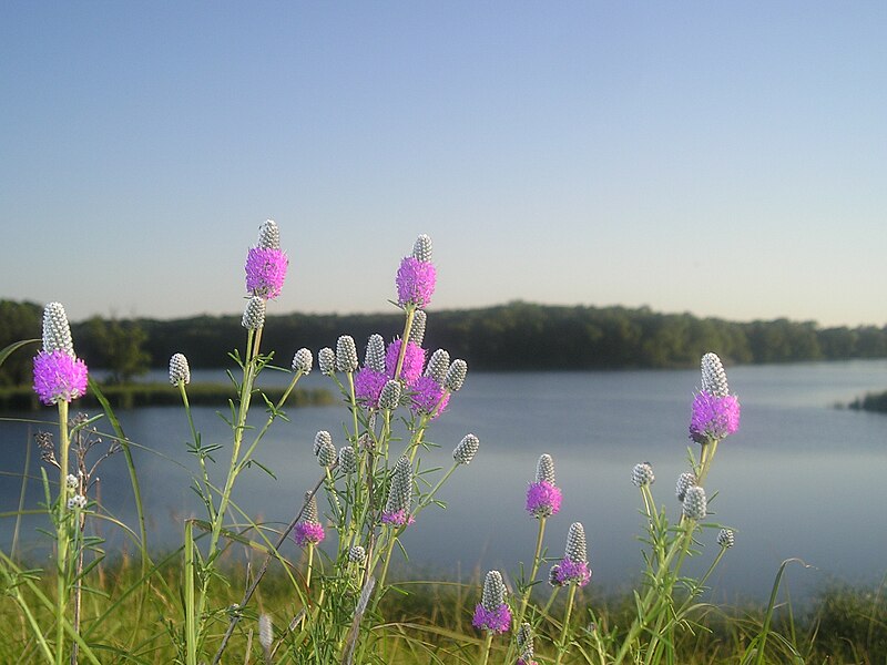 Purple Prairie Clover 500 Seeds - Dalea purpurea Canada & USA Native Perennial Wild Flower Wildflower