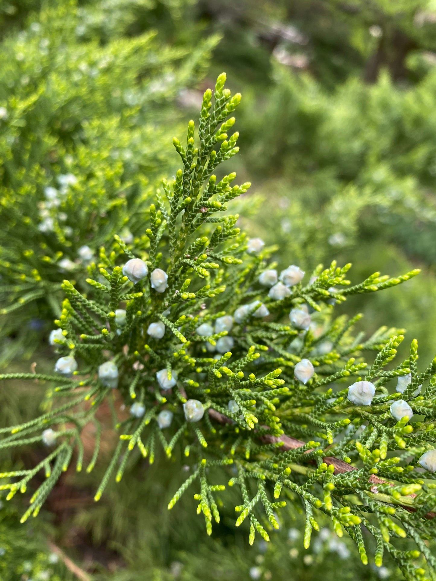 Creeping Juniper 10 Shrub Seeds - Juniperus horizontali, Creeping Savin, Canada US Native Bush, Fragrant Foliage, Ideal for Ground Cover, Bonsai Indoor Houseplant and Rock Garden