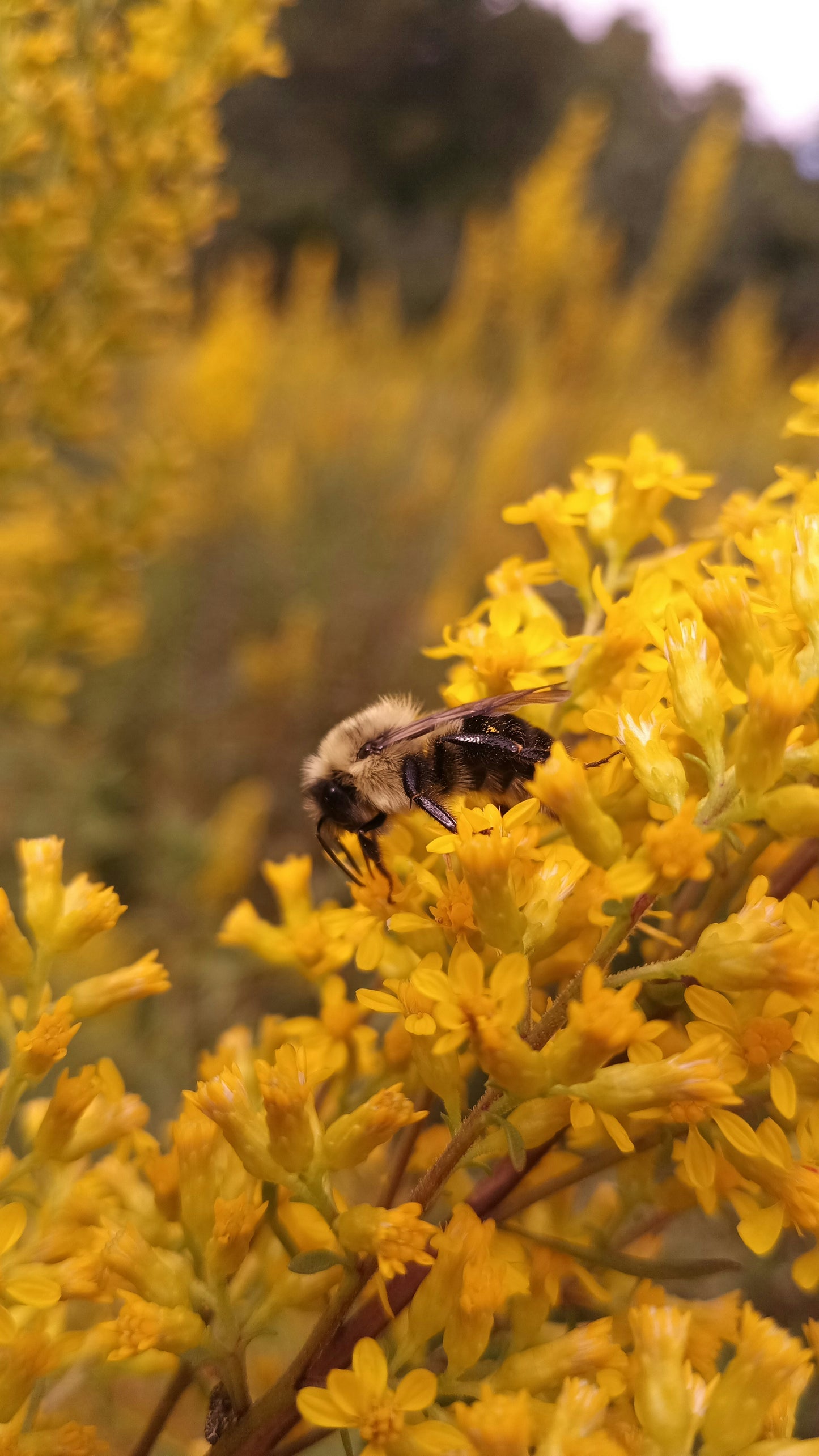 Hundredfold Stiff Goldenrod 500 Seeds - Solidago rigida Rigid Goldenrod Canada Native Wildflower, Produce Showy Fall Display