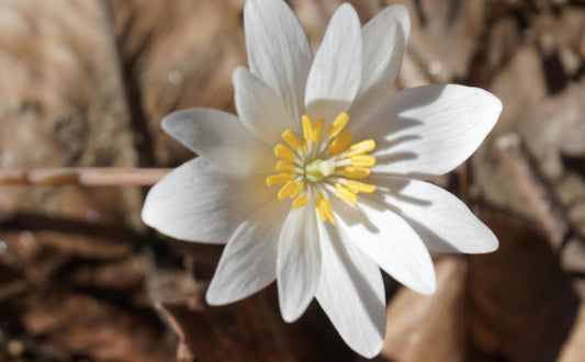 Bloodroot Wildflower 10 Seeds - Sanguinaria Canadensis Eastern Canada Native Woodland Perennial, Excellent for Shade Garden Ground Cover