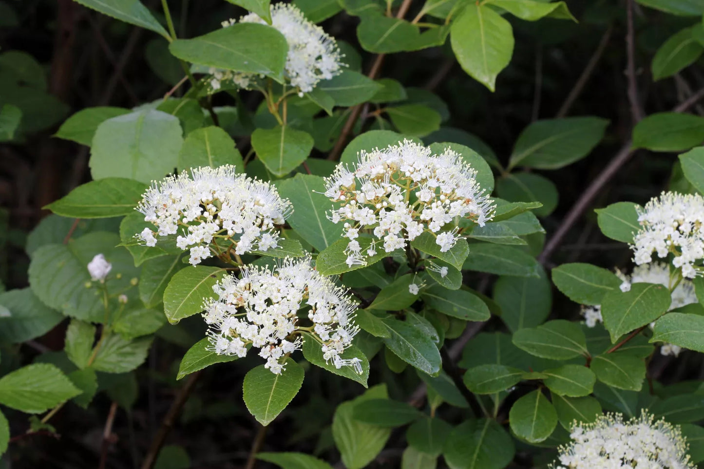 Hundredfold Wild Raisin 10 Seeds - Viburnum nudum cassinoides, Witherod Viburnum Blue Haw, Edible Berries and Nice Fall Color