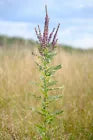 Leadplant 100 Wildflower Seeds by Hundredfold - Amorpha canescens,Lead Plant Amorpha, Prairie Shoestring, Canada Native Nitrogen Fixer