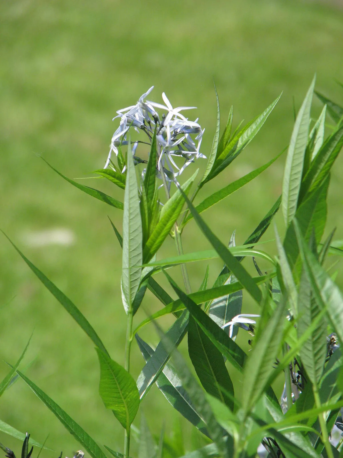 Bluestar Wildflower 20 Seeds  Amsonia ciliate, Fringed Bluestar, Texas Bluestar, USA Native Perennial