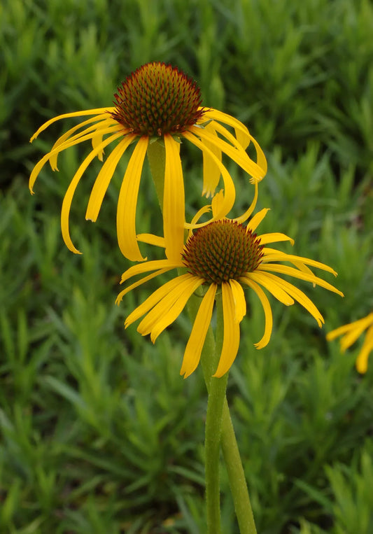 Yellow Coneflower 100 Seeds, Echinacea paradoxa Bush’s Coneflower, Ozark coneflower, Canada Wildflower Attract Beneficial Insects