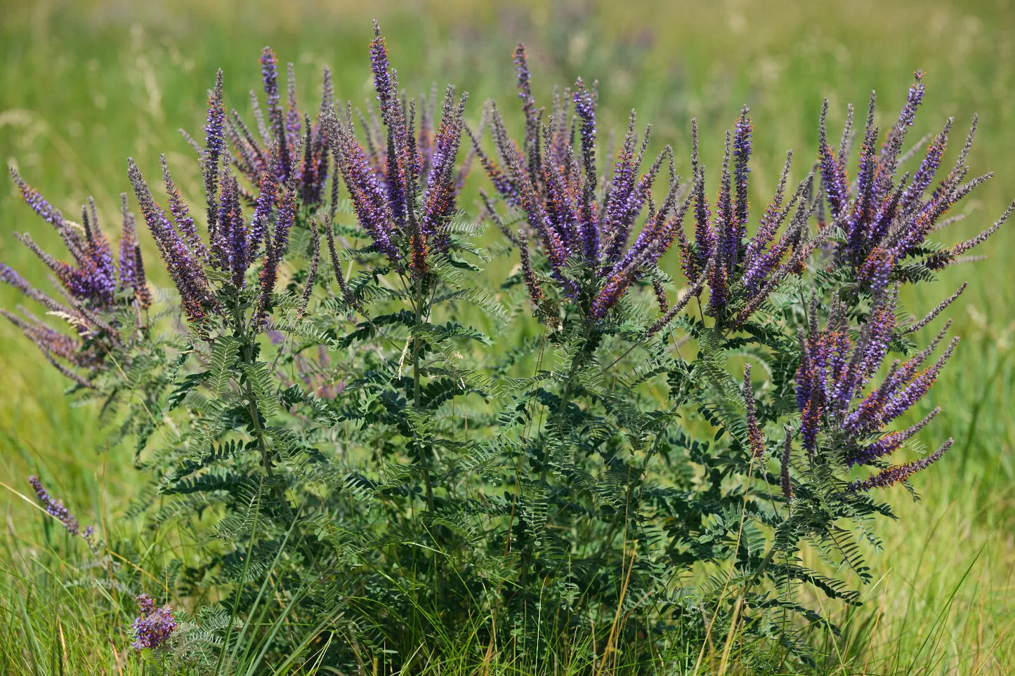 Leadplant 100 Wildflower Seeds by Hundredfold - Amorpha canescens,Lead Plant Amorpha, Prairie Shoestring, Canada Native Nitrogen Fixer