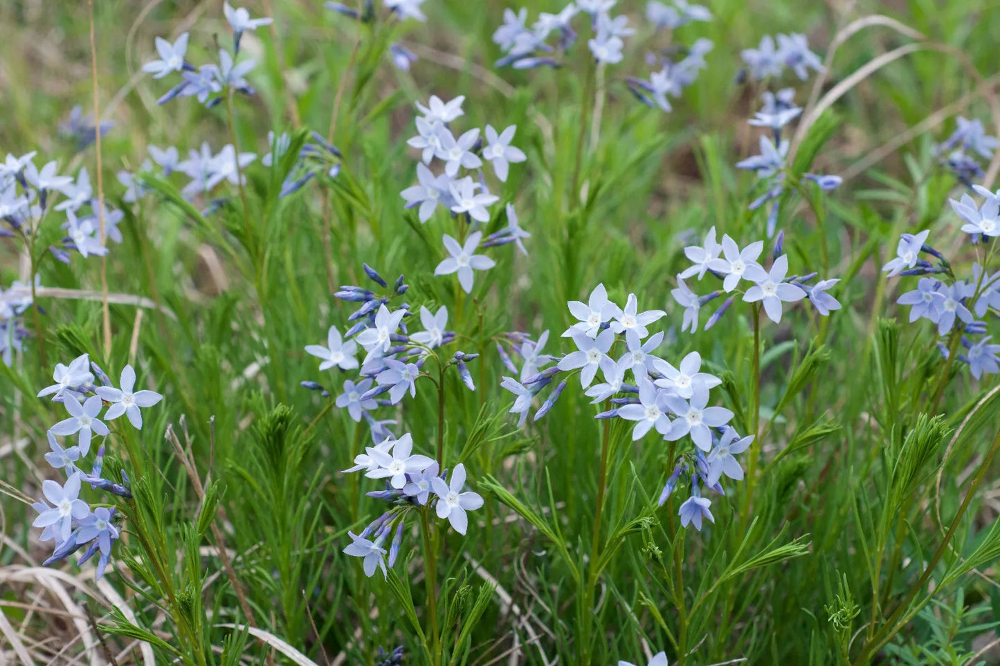 Bluestar Wildflower 20 Seeds  Amsonia ciliate, Fringed Bluestar, Texas Bluestar, USA Native Perennial