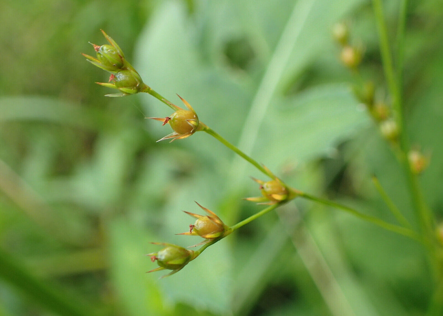 Juncus Tenuis - Graines de 1 gramme - Herbe indigène du Canada à haute valeur faunique, tolère la circulation piétonnière, excellente pour les sentiers et les allées