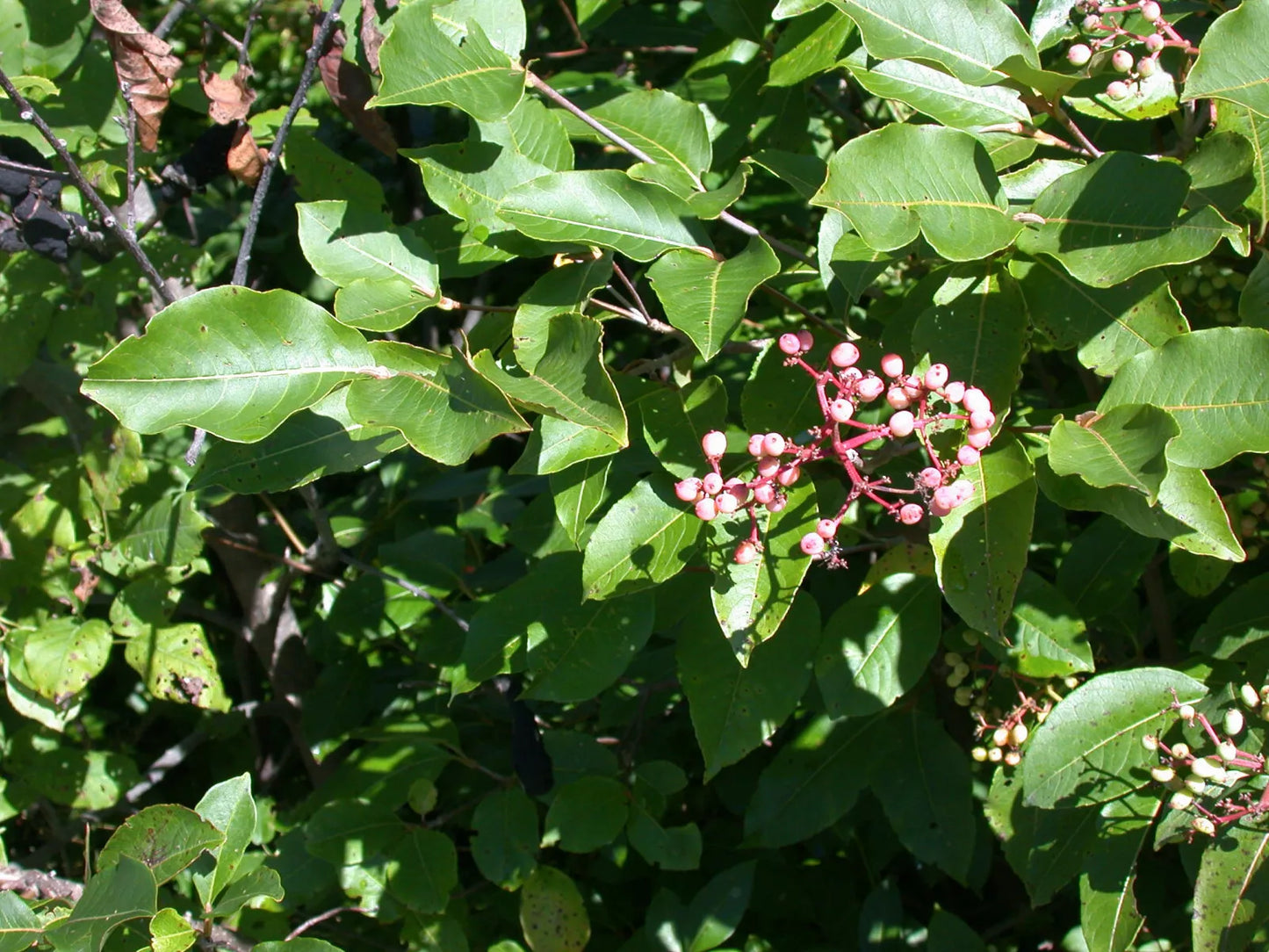 Hundredfold Wild Raisin 10 Seeds - Viburnum nudum cassinoides, Witherod Viburnum Blue Haw, Edible Berries and Nice Fall Color