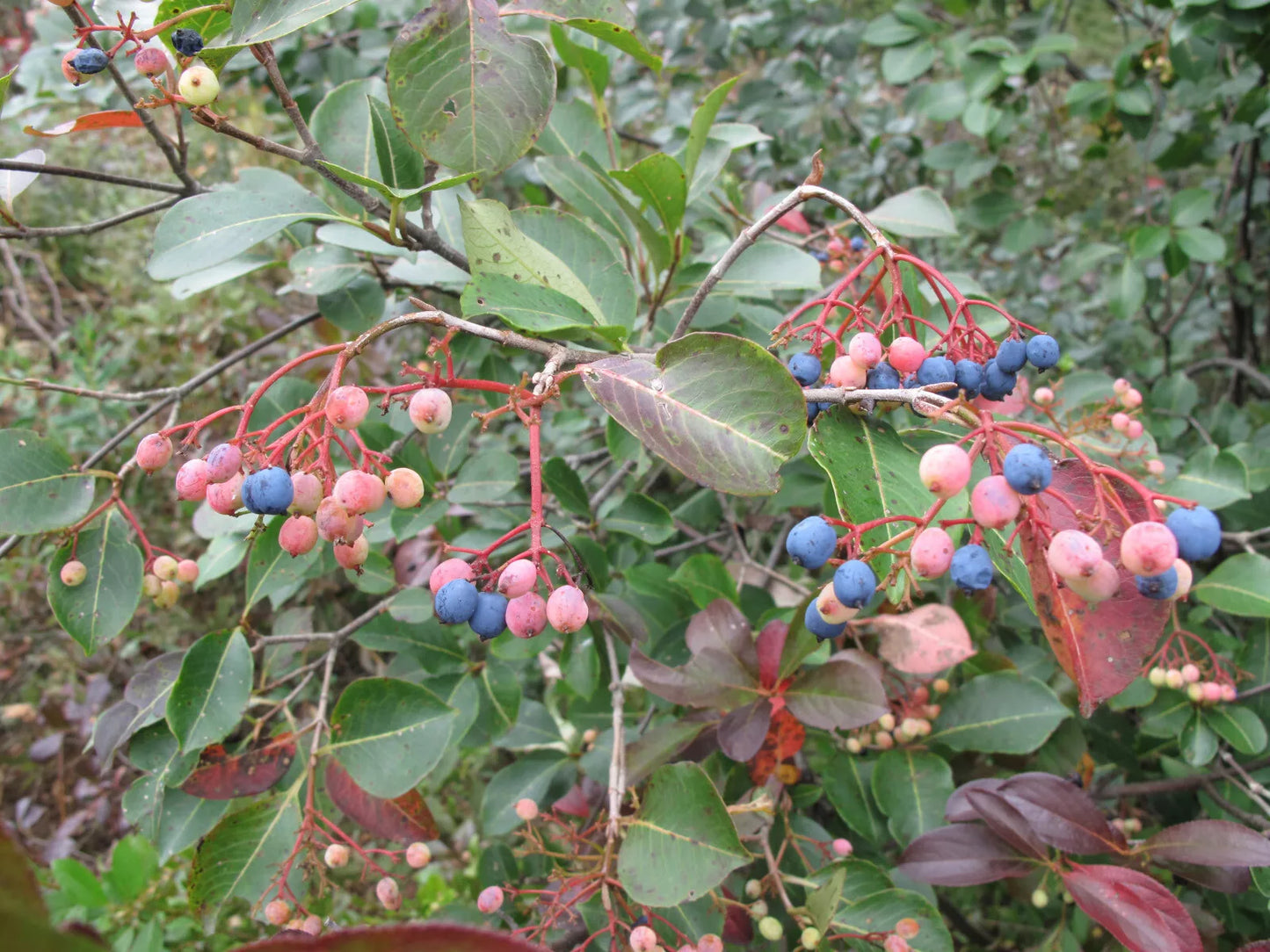 Hundredfold Wild Raisin 10 Seeds - Viburnum nudum cassinoides, Witherod Viburnum Blue Haw, Edible Berries and Nice Fall Color