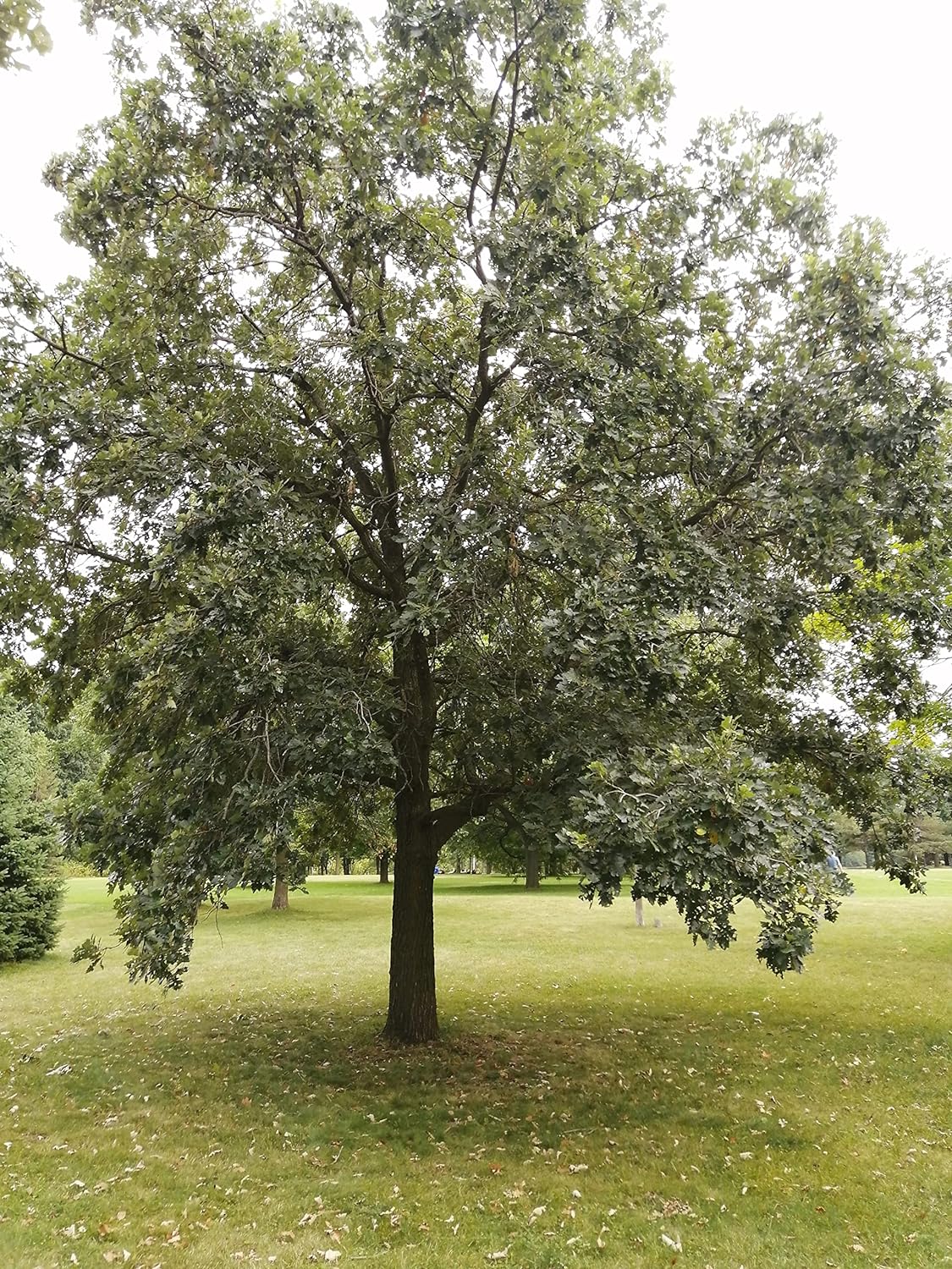 Hundredfold Swamp White Oak 100 Tree Nut Acorn Seeds - Quercus Bicolour North America Native, Bicolor Oak, Medium Specimen & Shade Tree, Beautiful Fall Color, Canada Grown