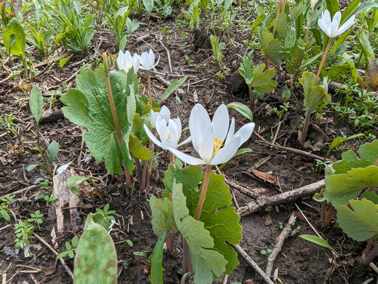 Hundredfold 10 Bloodroot Wildflower Seeds - Sanguinaria Canadensis Eastern Canada Native Woodland Perennial, Excellent for Shade Garden Ground Cover