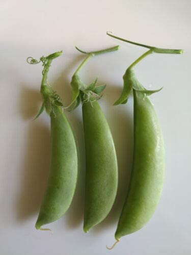 Hundredfold Organic Sugar Snap Pea 50 Vegetable Seeds - Pisum sativum Non-GMO Sugarsnap Sweet Pods